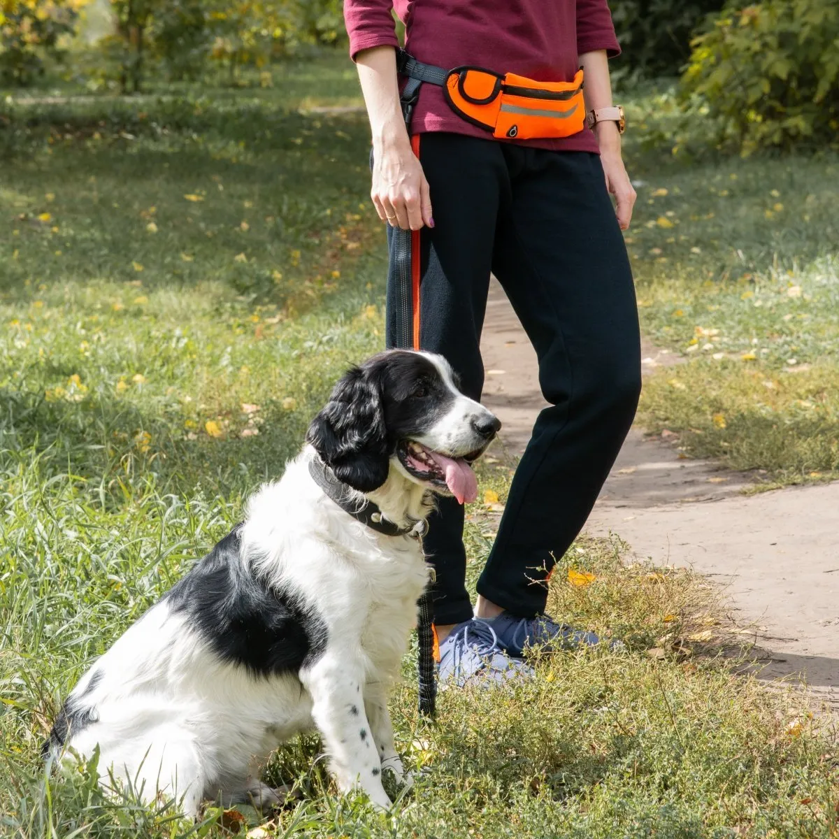 Hands Free Dog Leash with Bag,  5ft